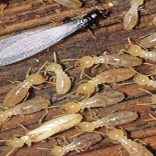 209208_rashtriyapestcontrols_termite-inner